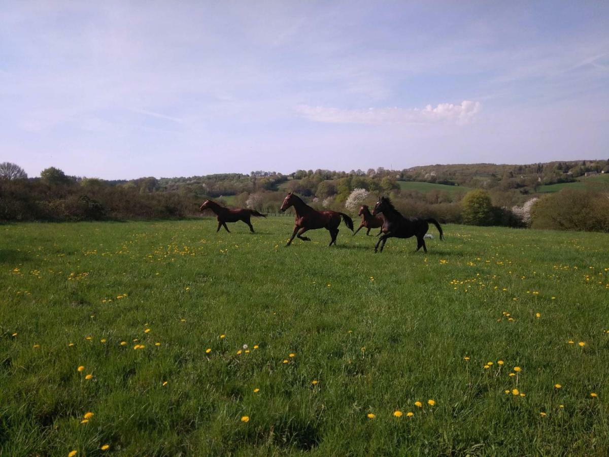 Haras De La Croix D'Argent Bed and Breakfast Saint-Sauveur-de-Carrouges Exteriör bild